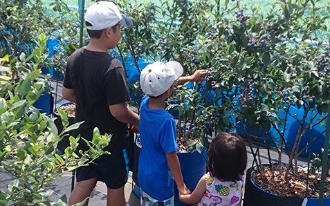 お日様の下の安全のハウス栽培で、小さなお子様も安心して楽しめます。