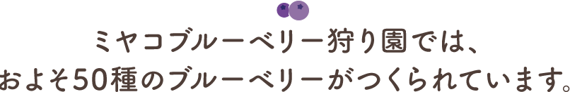 ミヤコブルーベリー狩り園では、およそ50種のブルーベリーがつくられています。