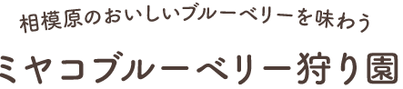 相模原のおいしいブルーベリーを味わう ミヤコブルーベリー狩り園