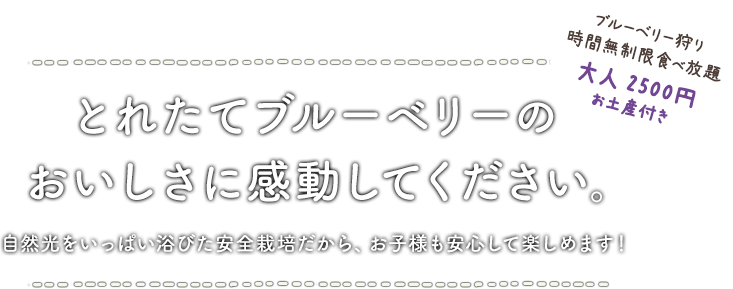 とれたてブルーベリーのおいしさに感動してください。